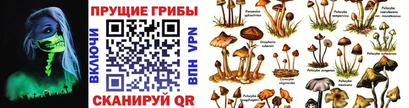 Купить где  Волгореченск  Галлюциногенные грибы Magic Shrooms 